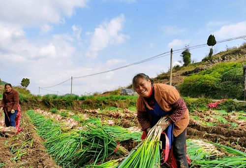 蔥郁龍坪，綠意滿“林”助農增收